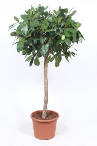 Ficus cyath. Stamm FiCy40St 965178